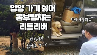 공포에 떠는 웰시코기 개장수로부터 극적 구조 웰시코기 구조 반려견 [upl. by Aivitnahs]