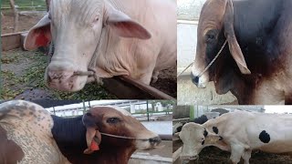 Nukra Bull austrelian Bull sahiwal bull and mix 10 plus different Bull Breeders in cattle Farm [upl. by Annoled]