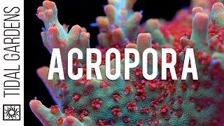 Acropora Coral Care Tips [upl. by Enilamme]