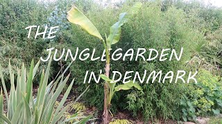 The JungleGarden  Episode 36  Spring update and new plants [upl. by Hui]