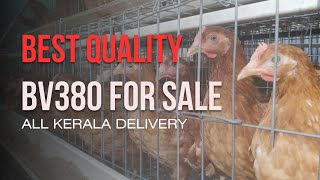 BV380 Chicks for sale [upl. by Yelyr]