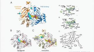 Prof Gurdyal Besra quotThe mycobacterial cell wall assembly and new drug targetsquot  ASM2013 [upl. by Kinghorn]