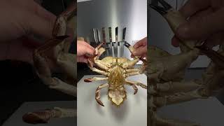 Tourteau crabs crustacean [upl. by Aleel988]