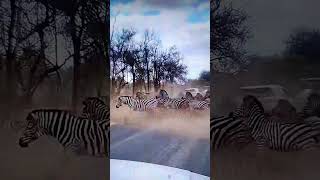 Zebra Crossing animals short🦌🦓 [upl. by Oralle]