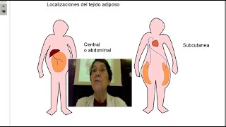 Páncreas 2 Endocrinología del tejido adiposo 1 [upl. by Nibas268]