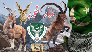 The story of markhor🦌All information about Markhor  Ibex  urdu  English  Documentary [upl. by Haldis]