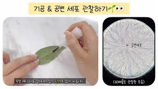 중2 식물과 에너지 기공과 공변 세포 관찰하기🌱👀 [upl. by Anirbed]