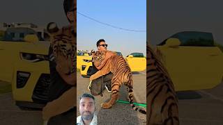 Bengal Tiger Wants to Bite on My Arm  Nouman Hassan [upl. by Beller]