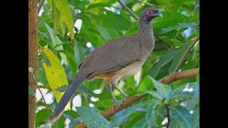 Chachalaca Politician Bird [upl. by Pacian]