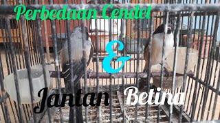 Perbedaan Cendet Jantan dan Betina [upl. by Merwin]