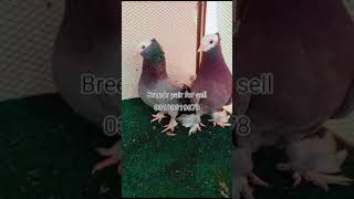 Pigeon  Amazing pigeon tips  Pigeon tips  Pigeon house Fancy pigeon Rescue pigeon Pigeon video [upl. by Bottali]