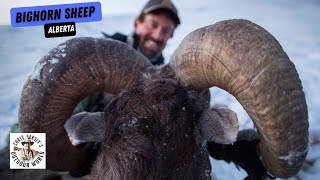 Epic Bighorn Sheep Hunt in Alberta [upl. by Grier]