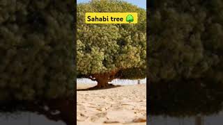 sahabi tree 1445 year old tree 🌳 shorts facts shortsfeed islamic status Islamichistory [upl. by Millard]