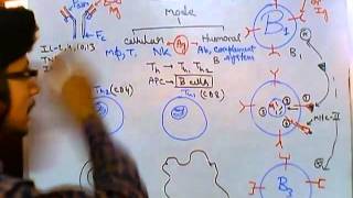 Humoral and cell mediated immunity [upl. by Ecnedac]