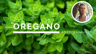 Oregano  The Oil of Breakthroughs [upl. by Artemisa884]