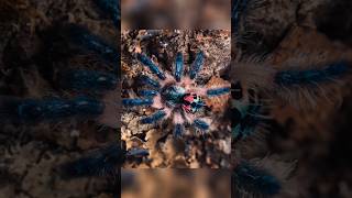 Aracnofobia Cuidado con estas hermosas tarántulas arañas tarantula terror miedo halloween [upl. by Nodnalb637]