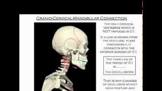 The Mandibular lower jaw Cervical neck Connection [upl. by Yenttihw567]