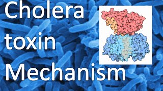 Cholera toxin mechanism [upl. by Aihsel]