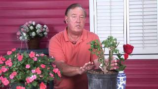 Growing Roses  How to Transplant Wild Rose Bushes [upl. by Hobart]