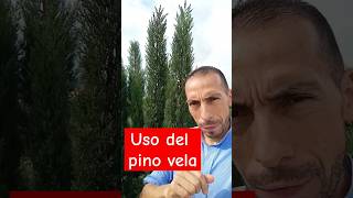 USO DEL PINO VELA [upl. by Roseanna]