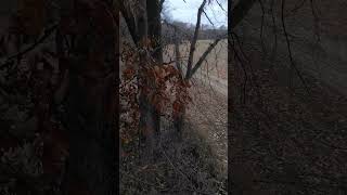 Sitting field edge wildlife deerhunting Thwaacker [upl. by Wimsatt]