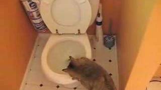 cat attacks flushing toilet [upl. by Aurelea]