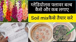 ग्लेडियोलस बल्ब कब और कैसे लगाए  How to grow Gladiolus bulb  Gladiolus bulb Plants Care [upl. by Romaine986]