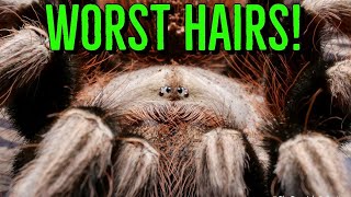 Top 10 Tarantulas w the WORST Urticating Hairs [upl. by Aleek]