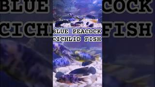 BLUE PEACOCK CICHLID FISHcichlidaquariumcichlidaquariumaquariumfishviralshortcomedyshorts [upl. by Betteanne]