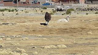 Parada en el altiplano boliviano [upl. by Idolla]