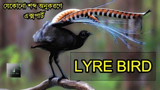 লায়ার বার্ড  শব্দ অনুকরণে এক্সপার্ট । Sounds mimicry bird lyre bird  Beautiful Tail Bird [upl. by Kirred]