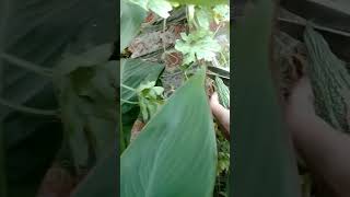 Karele ki last harvestingfreshandnaturalfloragardenplants [upl. by Htepsle697]