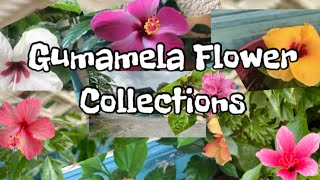 PLANTITA GUMAMELA FLOWER COLLECTIONS  AT MERCY’S GARDEN [upl. by Darra]