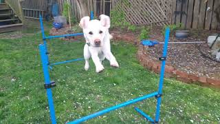 Labrador retriever does hurdles in slow motion [upl. by Derrick]