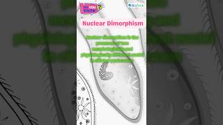 Protozoans  Paramecium  Kingdom Protista  Biological Classification Class 11 Biology education [upl. by Fen]