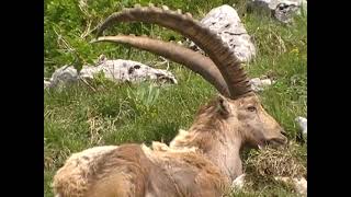 clip bouquetins au col de la colombière [upl. by Huxham]