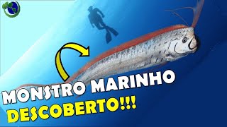 VOCÃŠS CONHECEM O REGALECO OU PEIXEREMO DESCUBRA O MONSTRO MARINHO DAS PROFUNDEZAS [upl. by Cele]