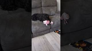 Black cockapoo New toy day [upl. by Urania]