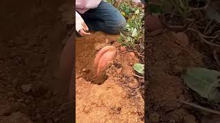 Harvest sweet potatoes shorts farming [upl. by Anaeerb]