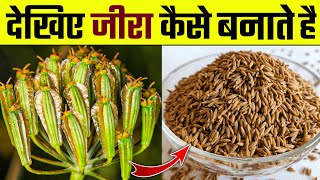 देखिए जीरा कैसे तैयार करते हैं । जीरे की खेती । भारत मे जीरे की खेती  Cumin farming  Cumin seed [upl. by Harvard]