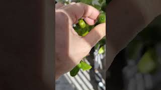 Do Plants have Feelings when Squeezed shortvideo plants foryou garden youtubeshorts [upl. by Dasa53]