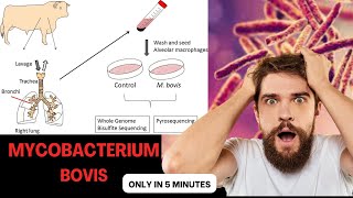 mycobacterium microbiology lecture mycobacterium bovis Easy Microbiology [upl. by Alden535]