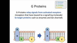 AH Biology 14c Hydrophilic Signals and Transduction [upl. by Yblok280]