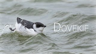 Solitary Dovekie Torontos Rare Bird Spectacle  Birds of Canada [upl. by Arivle]