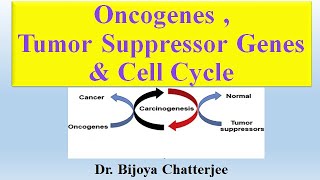 Oncogenes Tumor Suppressor Genes and Cell Cycle [upl. by Annodas]