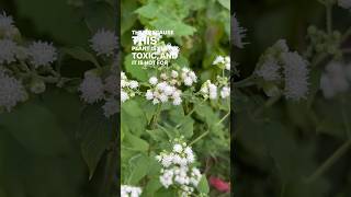 White Snakeroot vs Boneset amp How to Tell the Difference  herbalism plantid toxicplants [upl. by Timothy]