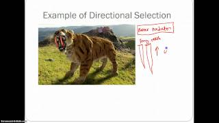 Types of Natural Selection [upl. by Cori]