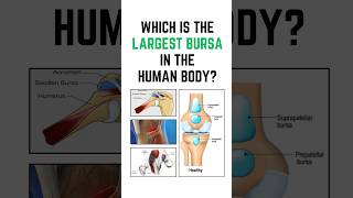 Which is the largest bursa in the human body Anatomy quiz shorts anatomy 🎯 [upl. by Uda]