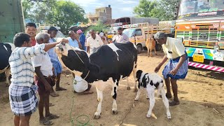 Karimangalam market Dharmapuri district Biggest cow market in tamilnadu [upl. by Idnahk]