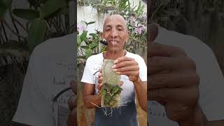 🌱🌷🌹É possível cultivar sophronitis cernua na cerâmica 🌱🌷🌹 [upl. by Obala]